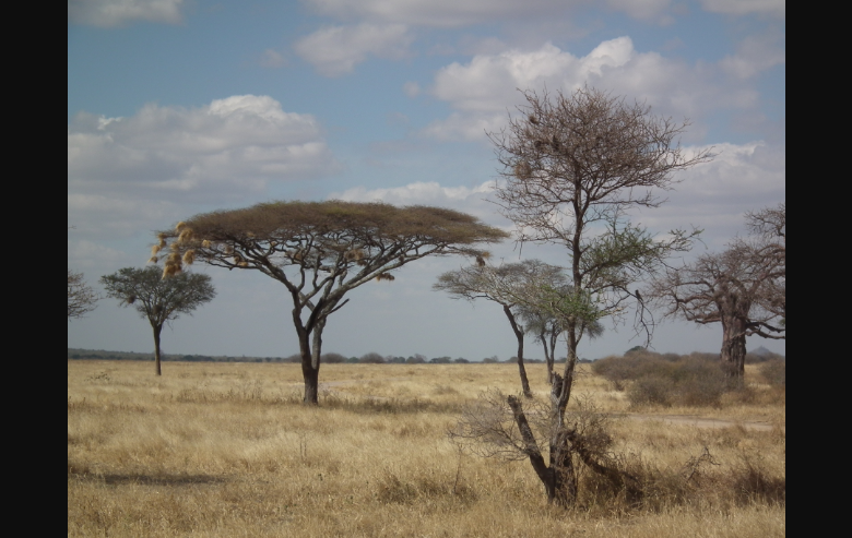 Tanzanian savanna with acacia trees representing African Dryland allometric region