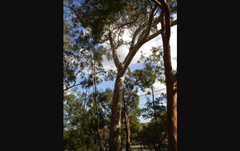 Australian eucalyptus trees representing Australian allometric region