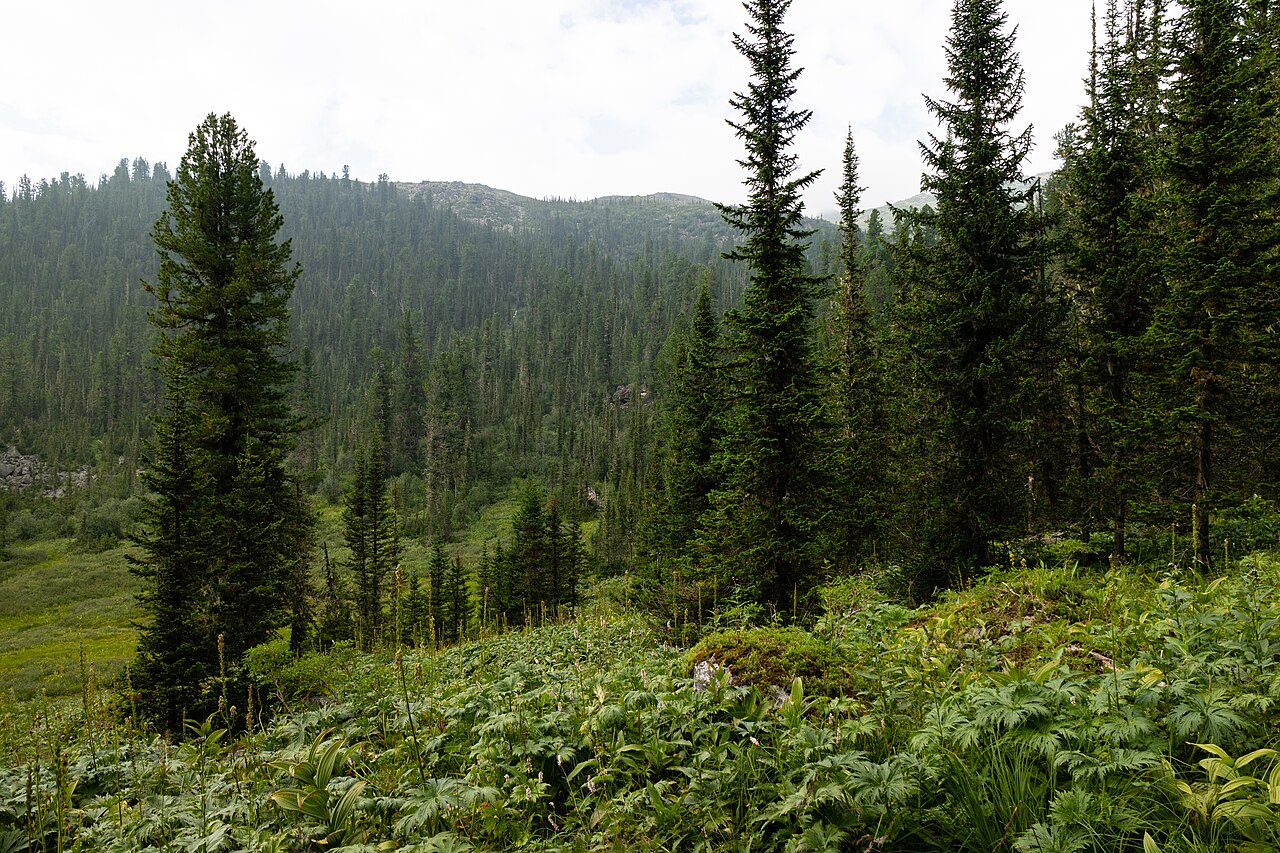 Siberian taiga forest representing Boreal Russian allometric region