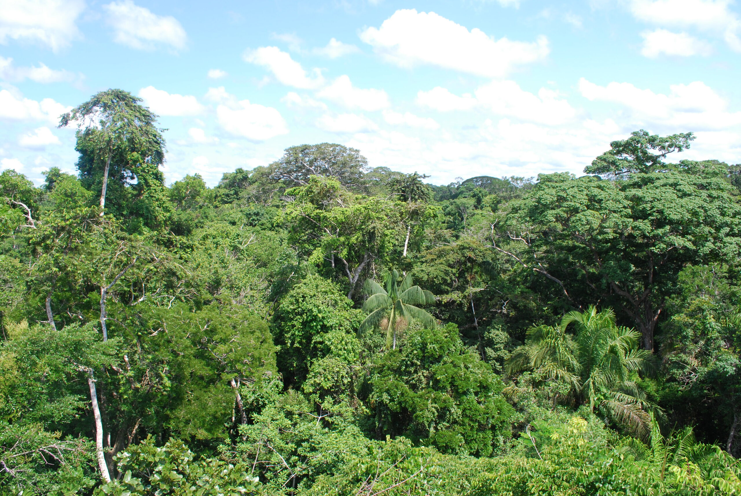 Amazon rainforest near Puerto Maldonado representing tropical allometric region
